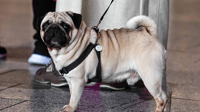 Diese treuen Augen: Wer einen Mops hat, liebt ihn.