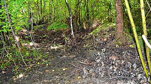 Ein großer Haufen aus Schnittgut, Gras, Korbresten und Ähnlichem zeigt sich dem Betrachter in diesem kleinen Waldstück in Tiengen, etwa ...