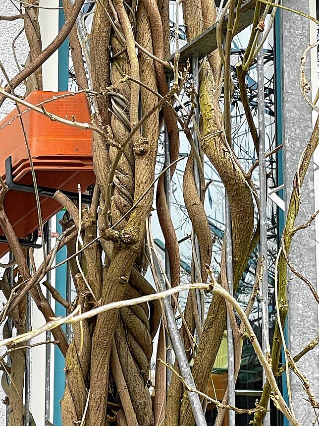 Glyzinien sind starke Kletterpflanzen. Dieses Bild zeigt, wie sich der Blauregen in der Jungerhalde um einen Balkon gewickelt hatte.