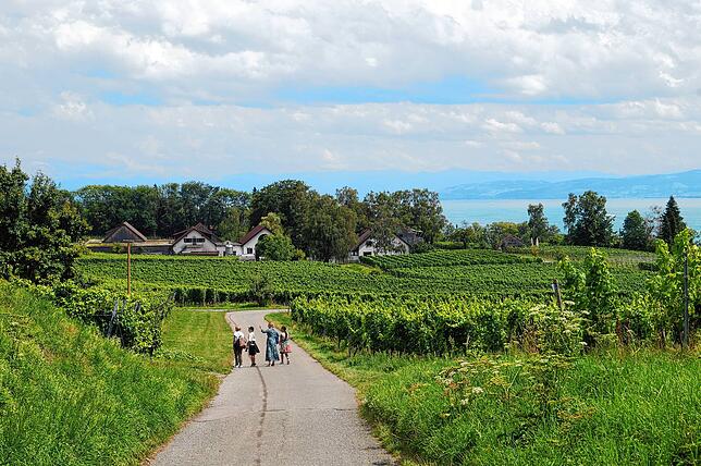 Bei Spaziergängern erfreut sich der Weg durch die Stettener Weinberge großer Beliebtheit.