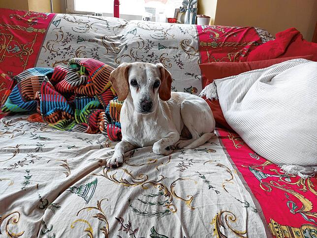 Linda ist zufrieden: Sie hat einen Platz ergattert, wo sie bei diesem Wetter den Rest des Tages entspannt im Warmen verbringen kann.