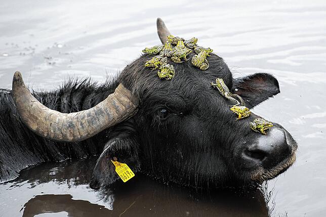 Dieser Wasserbüffel im Naturschutzgebiet Gwattmösli bei Bern dient gleichzeitig als Ruhekissen für Frösche.
