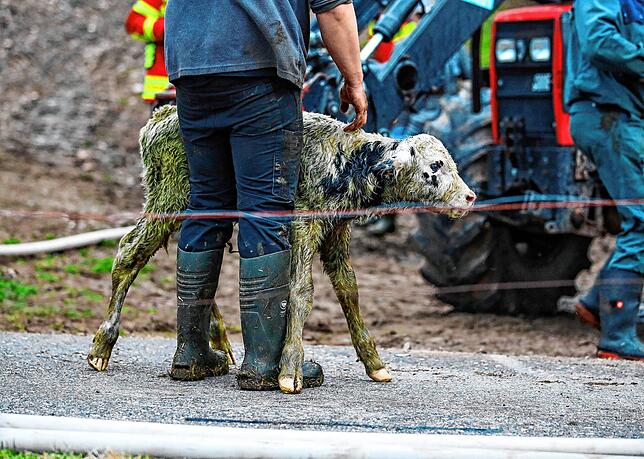 Ein verängstigtes Kalb ist in Sicherheit: Die Landwirte können alle Tiere aus dem Stall retten.