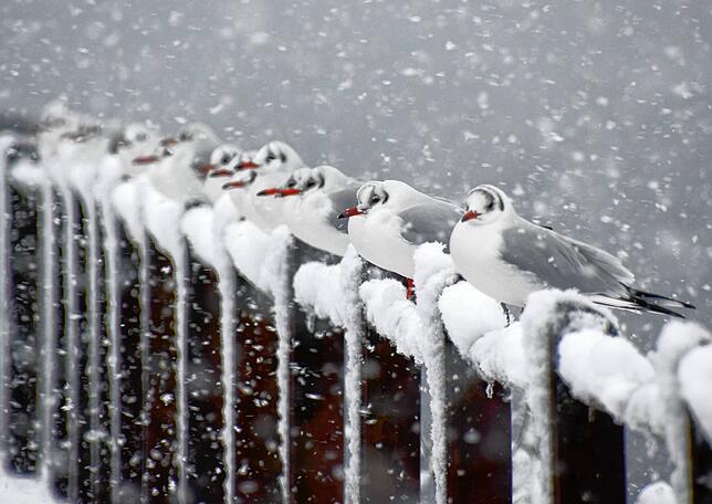 Farblich passen diese Möwen am Hafen in Ludwigshafen wunderbar zum Schneegestöber. Ordentlich in Reih und Glied aufgereiht trotzen die ...