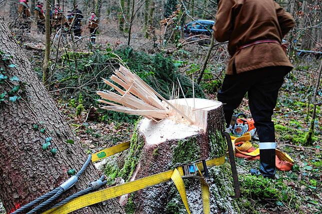 Schon der Beginn war schwierig, denn der Baum brach bereits am Rumpf ab und rutsche herunter.