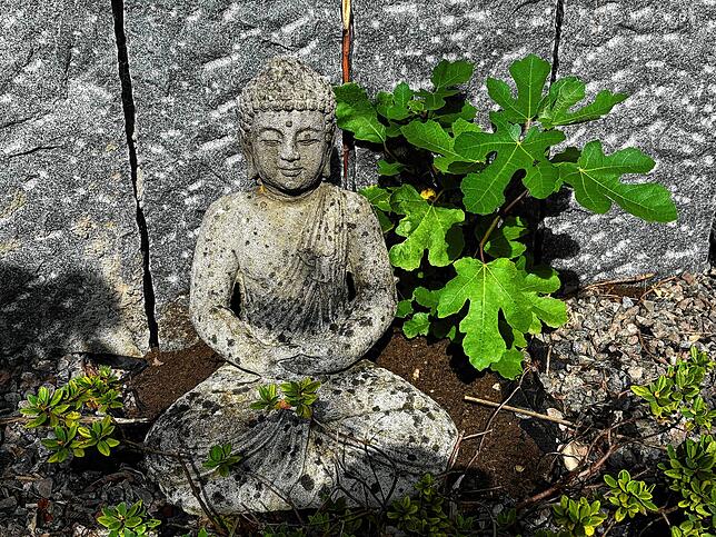 Der kleine Feigenbaum ist neu im Garten.