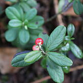 Preiselbeeren sind säureliebend und gedeihen gut auf Moorböden.