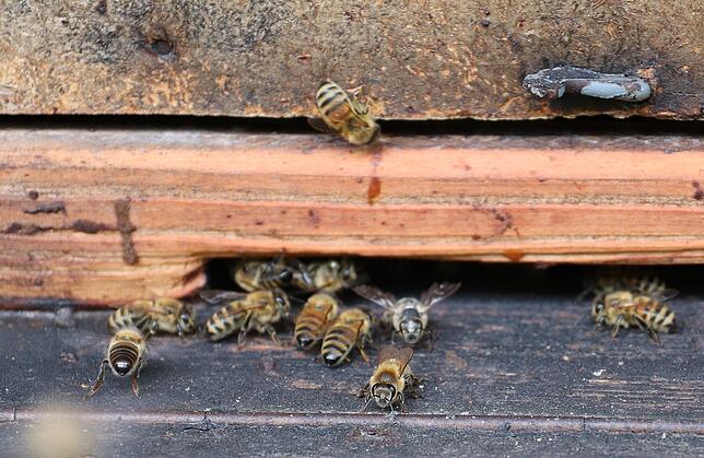 Geschäftiges Treiben herrscht rund um den Bienenstock der Carnica-Bienen. Diese Art, von der die Imker hier in der Region den Honig ...