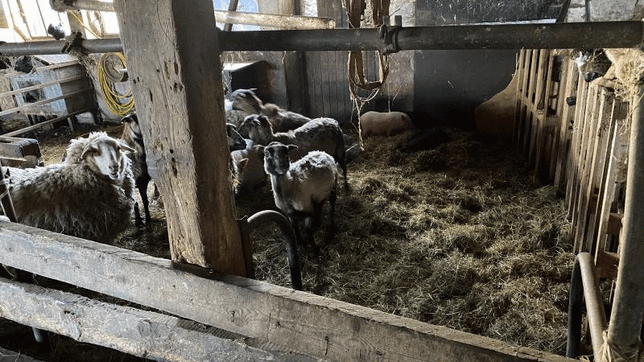 Auf diesem Hof bei Mengen wurden im vergangenen Jahr verwahrloste Tiere beschlagnahmt. Die Mieterin ist in eine andere Kreisgemeinde ...