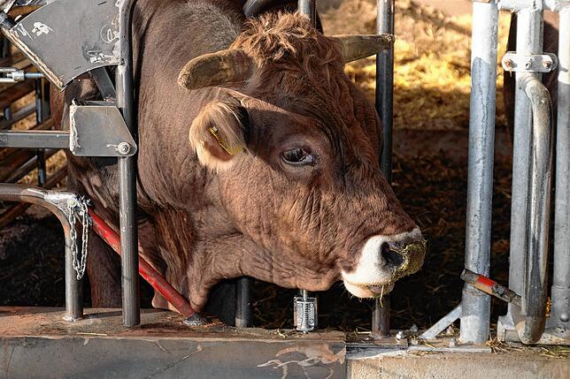 Ein ausgewachsenes Tier bringt rund 800 Kilo auf die Waage. Etwa 400 Kilo Fleisch können nach der Schlachtung verwertet werden. Bisher ...