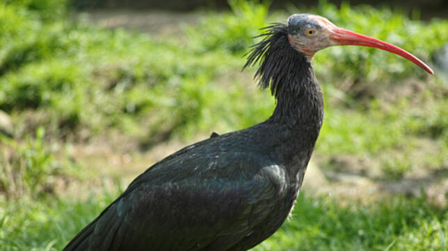 Vor drei Jahren hatte &sbquo;Zoppo&lsquo; in Hödingen fliegen gelernt. Nach einem langen Aufenthalt in der Schweiz traf er Donnerstag ...