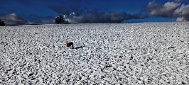 Weiß so weit das Auge reicht: Da freut sich selbst der Hund bei einem Winterspaziergang bei Sunthausen.