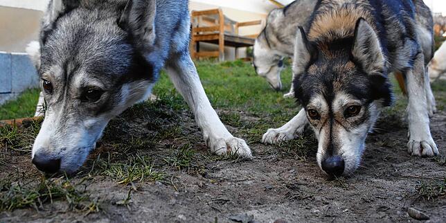 Spürnasen in Action. Die Huskys suchen die Leckerle, die Andreas Stocker gerade ausgestreut hat. Für die Hunde bedeutet das höchste ...
