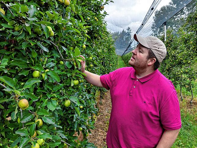Ein prüfender Blick auf die kleinen Äpfel: Alexander Buhl rechnet für 2025 mit einer durchschnittlichen Ernte.