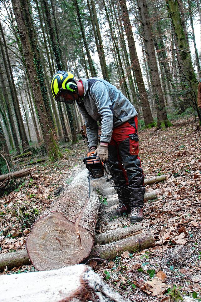 Bild 5: Etz kummt de Narrenbom: So kommt der Narrenbaum aus dem Wald in die Stadt