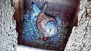 Die ersten Vögel sind schon da: Ein Falke im Nest an der Evangelischen Kirche in Kirche zeigt: Die Ansiedelung der Tiere hat Erfolg.