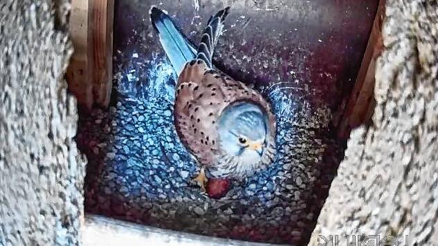 Die ersten Vögel sind schon da: Ein Falke im Nest an der Evangelischen Kirche in Kirche zeigt: Die Ansiedelung der Tiere hat Erfolg.