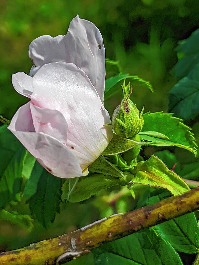 Hagebutten-Blüte von der Seite