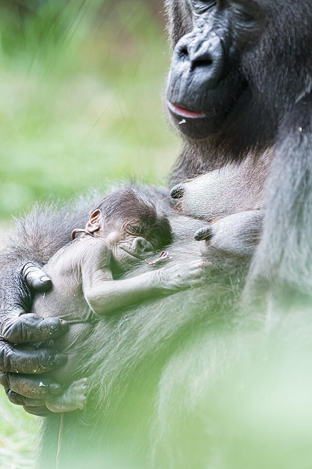 Bild 4: Nachwuchs im Zoo: So liebevoll kümmert sich Gorilla-Mama Faddama um ihr Baby