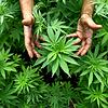 Das erste Cannabis auf deutschem Boden wird im Herbst 2020 geerntet.
