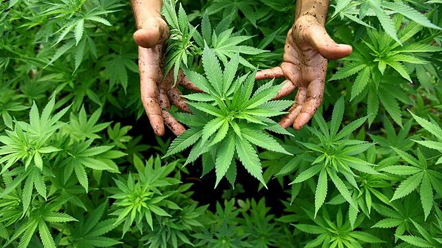 Das erste Cannabis auf deutschem Boden wird im Herbst 2020 geerntet.