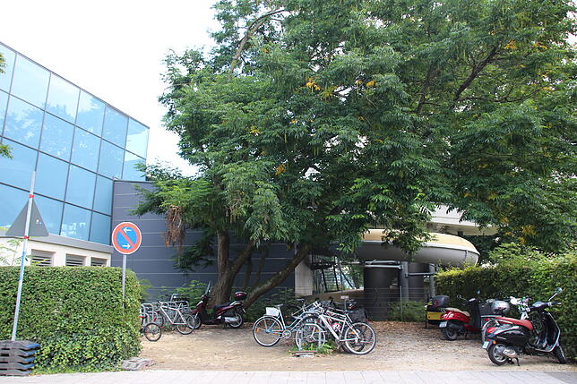 Auf diesem Baum neben der Überlinger Therme hatte es sich der Nasenbär gemütlich gemacht, ehe er mithilfe eines Betäubungsgewehrs ...