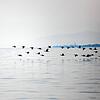 Ein Schwarm jagt an unserem Boot vorbei. Am Morgen sind außer den Wasservögeln nur ein paar wenige Fischerboote im Konstanzer Trichter ...