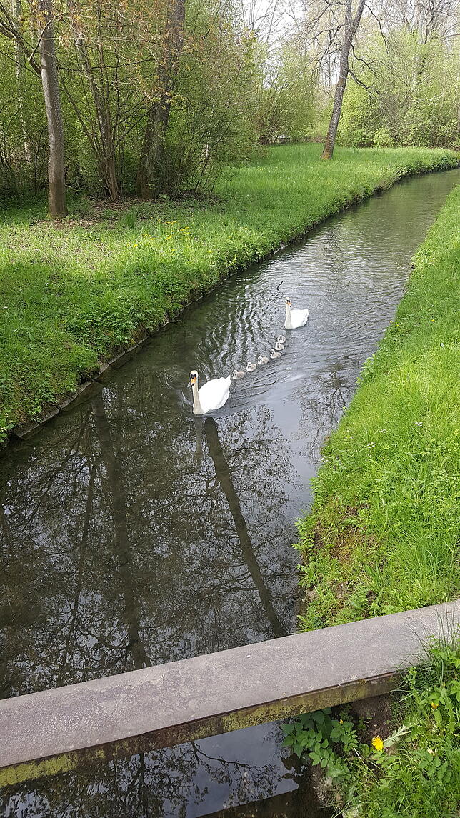 Erinnert das nicht an einen Familien-Fahrradausflug? Die Eltern Schwan sichern vorne und hinten den Ausflug. Die sechs Küken radeln, äh ...