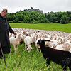 Auf der Weide unterm Hohentwiel ist Michael Thonnet der Chef. Seinem Ruf folgen die 600 Schafe und 120 Jungtiere ganz genau. Schon jetzt ...