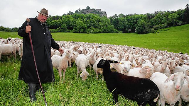 Auf der Weide unterm Hohentwiel ist Michael Thonnet der Chef. Seinem Ruf folgen die 600 Schafe und 120 Jungtiere ganz genau. Schon jetzt ...