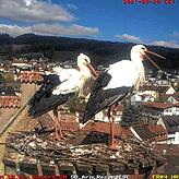 ...hat sich gut eingelebt. Bilder: Storchencam BUND