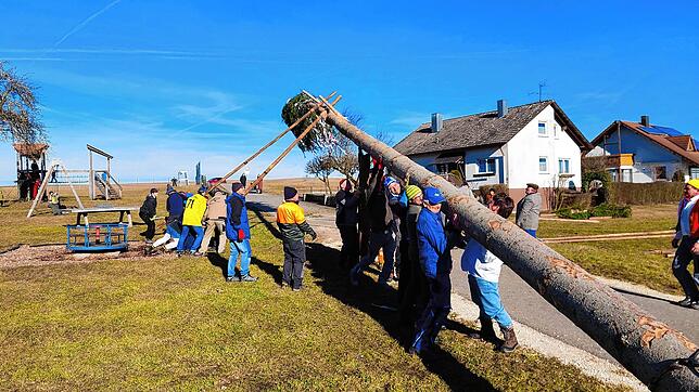 Mit vereinten Kräften stemmen die starken Männer des Dorfes den mächtigen Narrenbaum Stück um Stück in die Senkrechte. Bild: Gerd Feuerstein