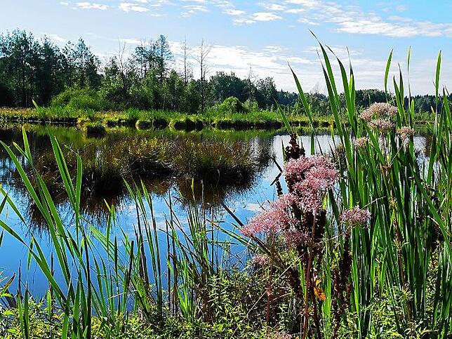 Das Schwenninger Moos ist ein idyllischer Ort. Warum hat eigentlich Villingen kein eigenes Moor?