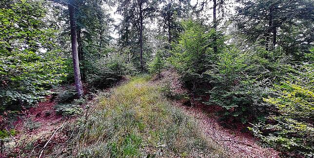 Hier durchbricht ein angelegter Forstweg die alte Wallanlage der Ehrenburg. Links und rechts im Vordergrund ist der vorgelagerte Graben ...