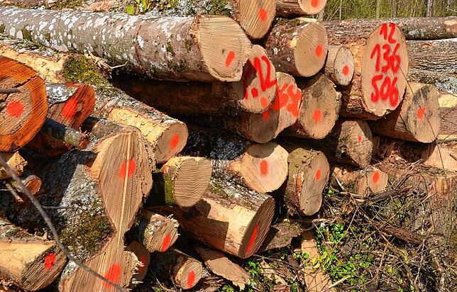 Die Wälder geraten in Trockenstress, sodass mehr Holz gefällt werden muss.