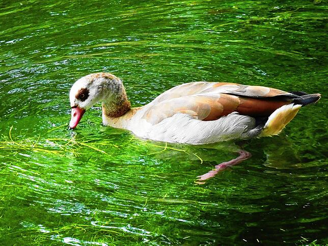 Ein gefiederter Gast, der am Bodensee immer häufiger gesehen wird. Diese Nilgans fotografierte die 13-jährigen Leona Löhle aus ...
