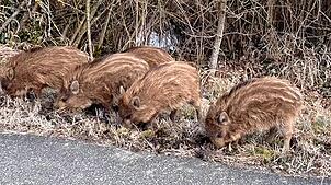 Die fünf Säuli sind sehr gefrässig und aufgeweckt.