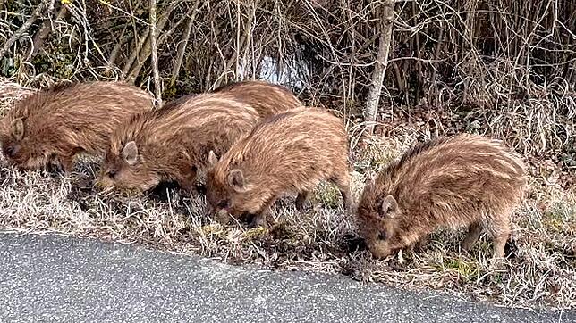 Die fünf Säuli sind sehr gefrässig und aufgeweckt.
