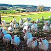 Die weißen Puten in Freilandhaltung eilen neugierig herbei und drängen sich alle aufs Foto.