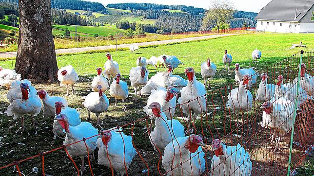 Die weißen Puten in Freilandhaltung eilen neugierig herbei und drängen sich alle aufs Foto.