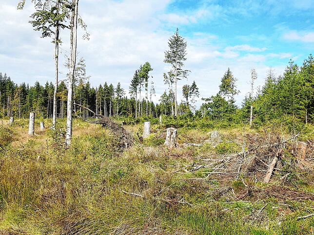 Der Klimawandel hat die Wälder in der Region massiv in Mitleidenschaft gezogen. Der SÜDKURIER und Forst BW wollen im Rahmen des Projekts ...