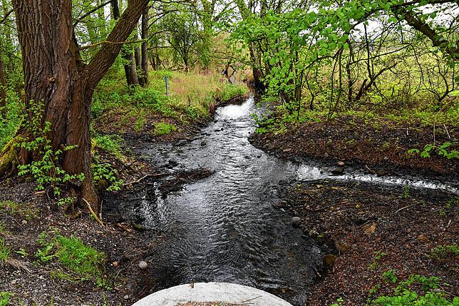 Im Weitenried fließt Wasser durch das Moor. Es ist ein seltenes Durchströmungsmoor. Viele Gräben durchziehen das Weitenried. Wenn das ...