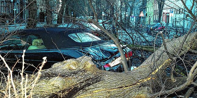 1999: Auf den Mittelstreifen der Laube stürzte ein Baum direkt in ein parkendes Auto und demolierte es. Der Orkan richtete verheerende ...