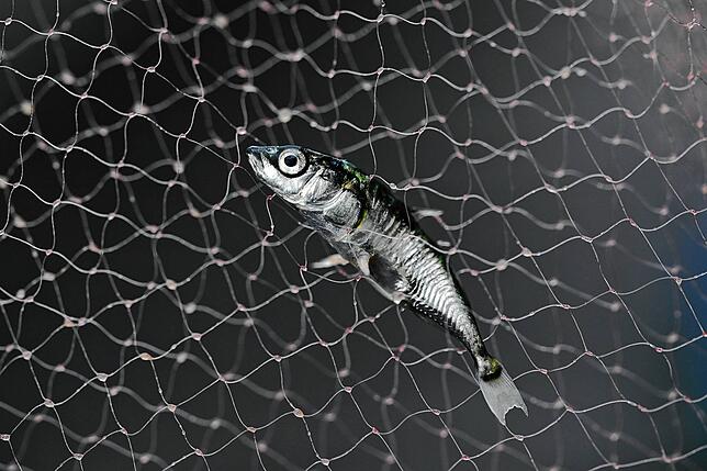 Ein Stichling – erstaunlich wenige gingen den Forschern bei der großen Fisch-Bestandsaufnahme ins Netz.