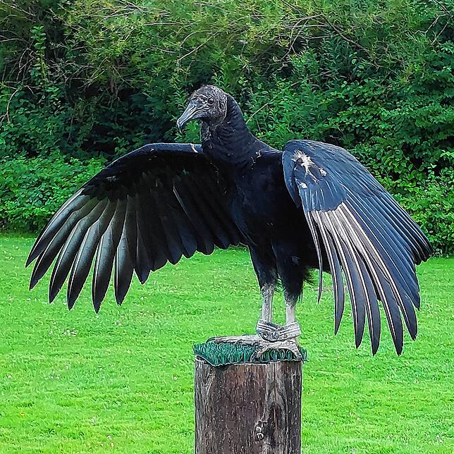 Der Rabengeier Rufus ist eine neue Attraktion in der Falknerei des Wildparks. Er muss noch richtig fliegen lernen.