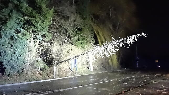 Bild : Ein fliegendes Kanu und ein Baum vor der Tiefgarage: So sah es nach dem Sturmtief Petra in Radolfzell und auf der Höri aus