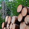 Trockenheit und Schädlinge führen dazu, dass im Stadtwald mehr Holz eingeschlagen werden muss, als gewünscht.