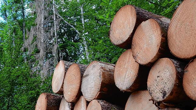 Trockenheit und Schädlinge führen dazu, dass im Stadtwald mehr Holz eingeschlagen werden muss, als gewünscht.