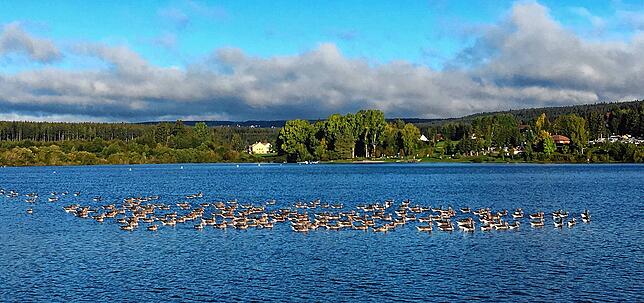 Auf Kirnbergsee fühlen sich Wildgänse wohl, so wie hier im vergangenen Jahr. Hunde dürfen hier aber nicht ins Wasser.