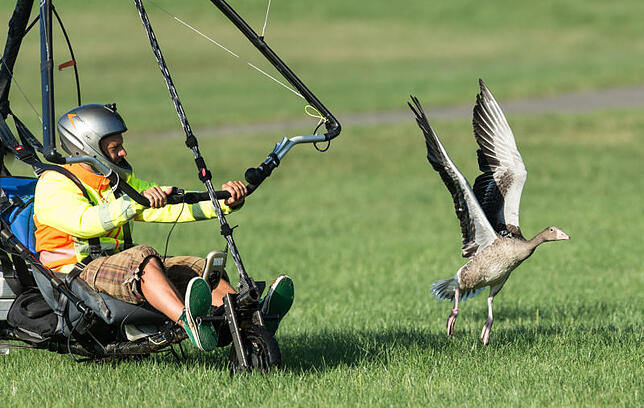 Drei, vier Flügelschläge – und die Gans ist vom Boden weg. Quettings Motordrachen braucht etwas mehr Startstrecke. Die Gänse bleiben ...